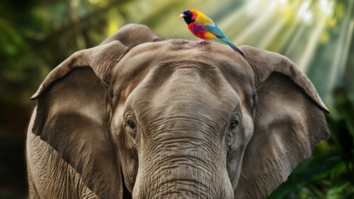 what is the relationship between elephants and birds​